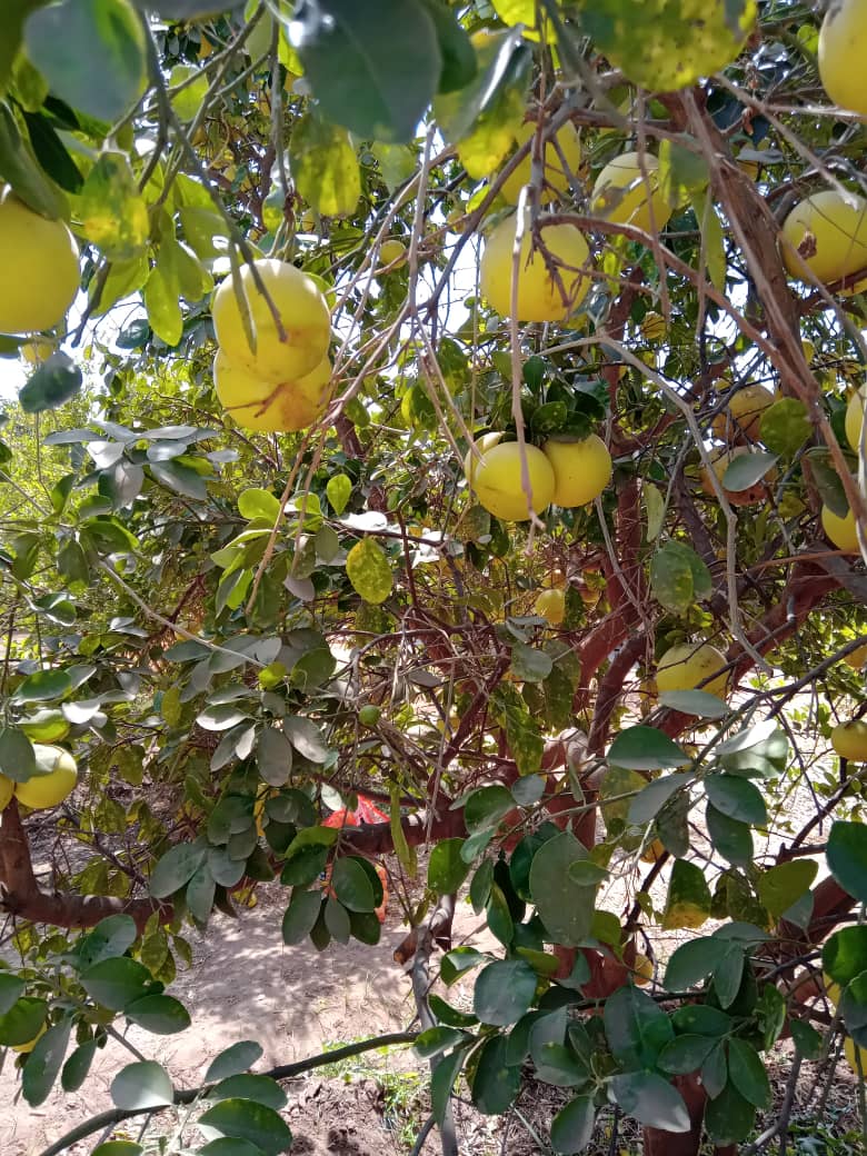 Pur jus d'orange (jus pressé) Dakar Sénégal