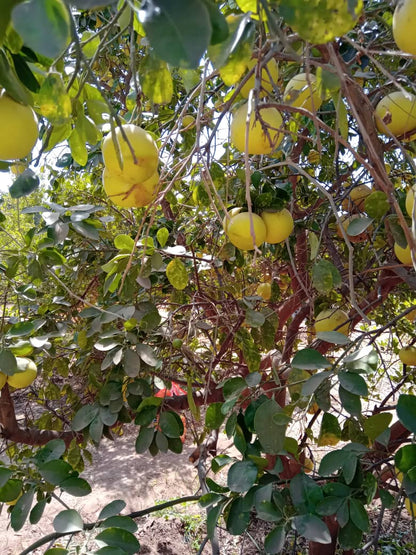Pur jus d'orange (jus pressé) Dakar Sénégal