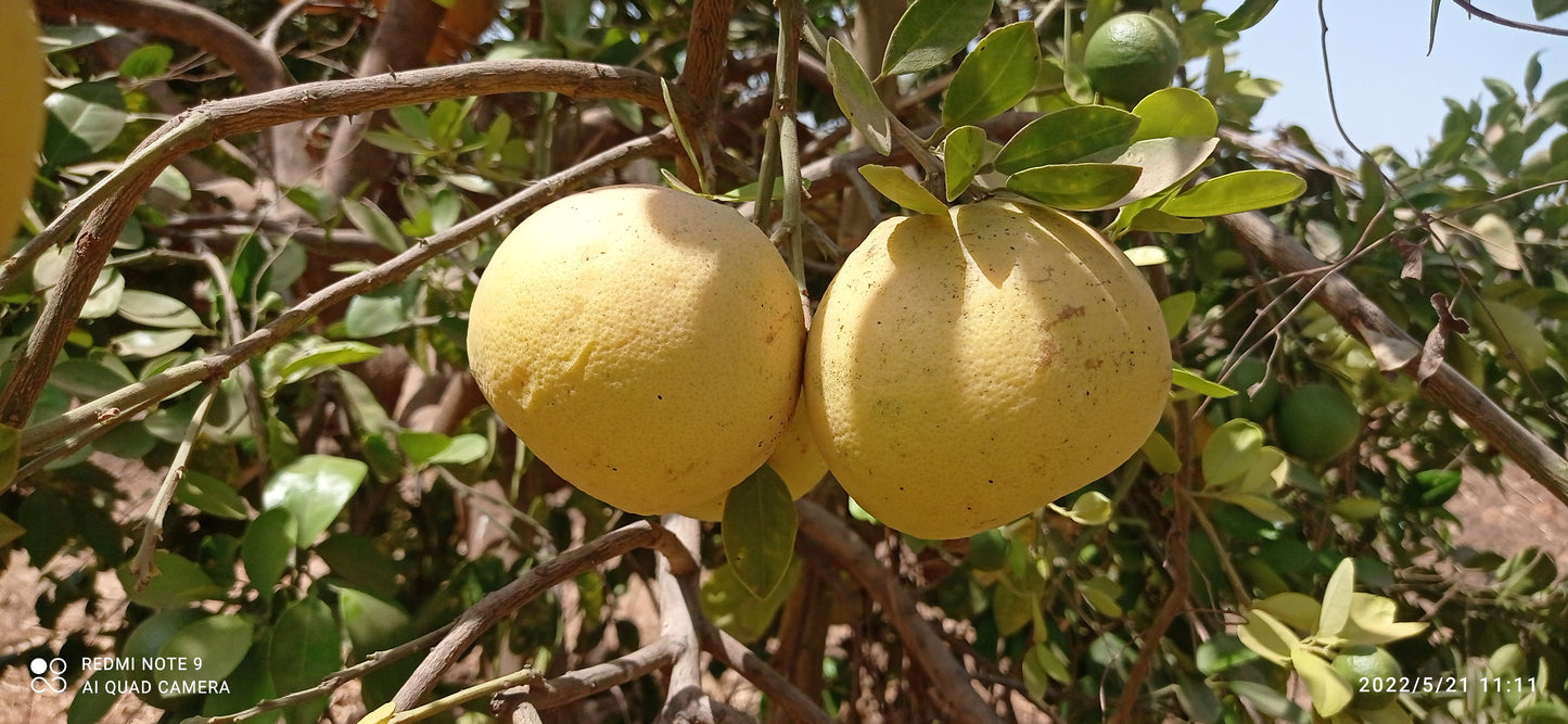 Pur jus de pamplemousse (jus pressé) Dakar Sénégal